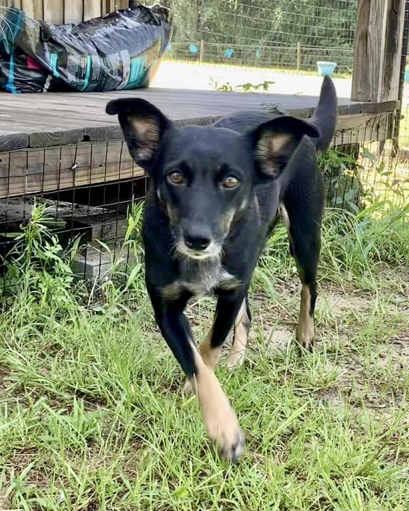 adoptable Dog in Brewster, NY named Fern (Momma)