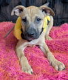 adoptable Dog in  named Jinx (Chesterfield Sisters)