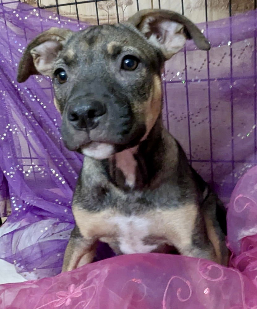 adoptable Dog in Brewster, NY named Bo Peep (Chesterfield Sisters)