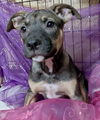 adoptable Dog in brewster, NY named Bo Peep (Chesterfield Sisters)