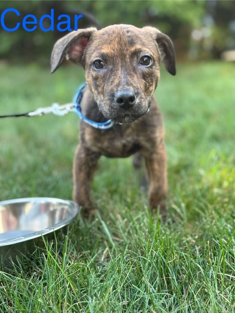 adoptable Dog in Brewster, NY named Cedar (Fern Litter)