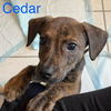 adoptable Dog in  named Cedar (Fern Litter)
