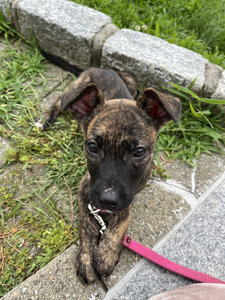 adoptable Dog in Brewster, NY named Fawn (Fern Litter)