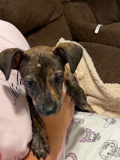 adoptable Dog in Brewster, NY named Flower (Fern Litter)