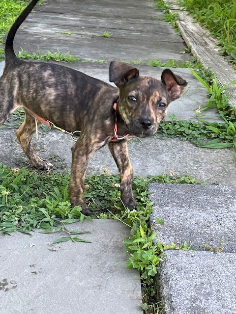 adoptable Dog in Brewster, NY named Flower (Fern Litter)