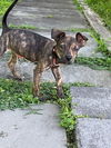 adoptable Dog in brewster, NY named Flower (Fern Litter)