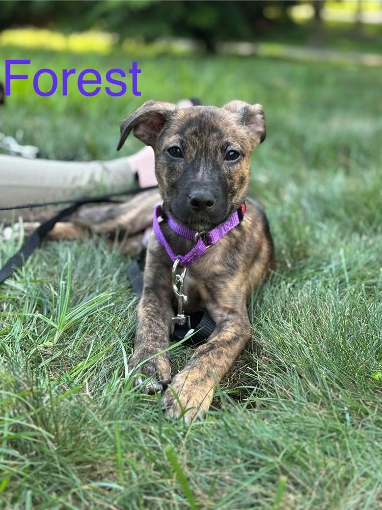 adoptable Dog in Brewster, NY named Forest (Fern Litter)