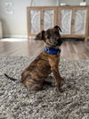 adoptable Dog in brewster, NY named Oak (Fern Litter)