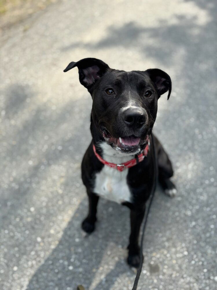 adoptable Dog in Brewster, NY named AC - Snickers