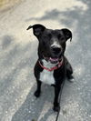 adoptable Dog in brewster, NY named AC - Snickers