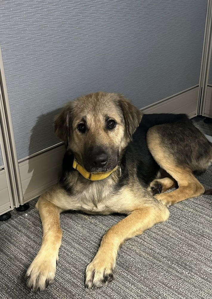 adoptable Dog in Brewster, NY named Gracie the Gorgeous