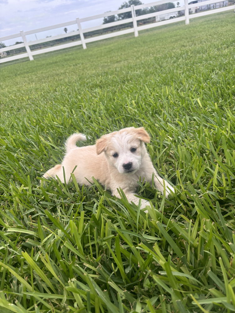 adoptable Dog in Brewster, NY named Sweet Pea (Valley)