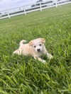 adoptable Dog in brewster, NY named Sweet Pea (Valley)