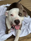 adoptable Dog in  named Sable