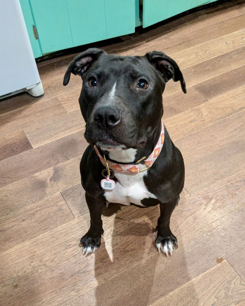 adoptable Dog in Brewster, NY named Janet (Momma)