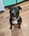adoptable Dog in brewster, NY named Janet (Momma)