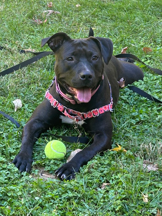 adoptable Dog in Brewster, NY named Arabella