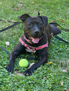 adoptable Dog in brewster, NY named Arabella
