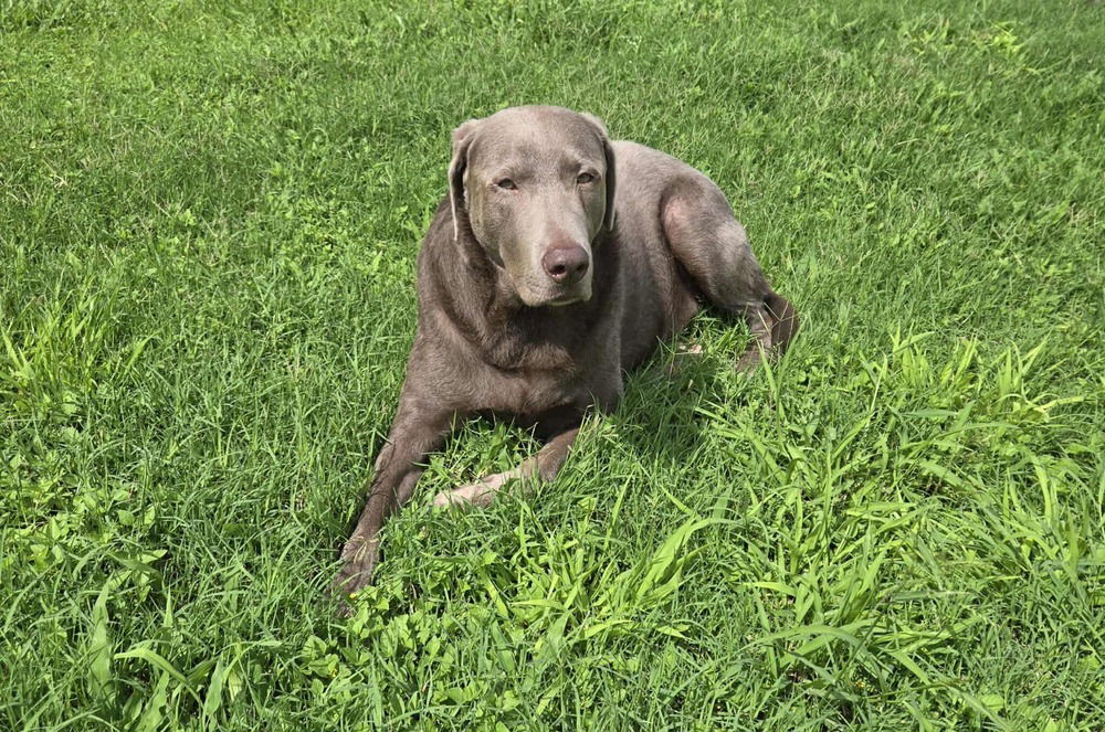 adoptable Dog in Brewster, NY named Dakota (Valley)