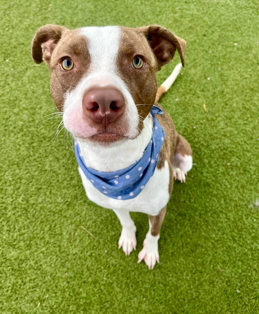 adoptable Dog in Brewster, NY named Bandit
