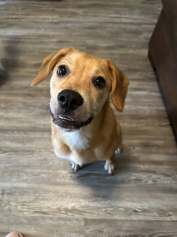 adoptable Dog in Brewster, NY named Snarrsky