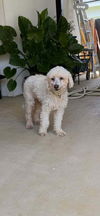 adoptable Dog in brewster, NY named Cody
