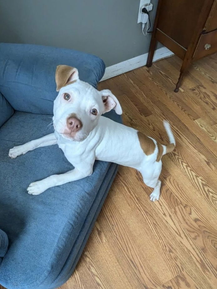 adoptable Dog in Brewster, NY named Lily (Zuri Litter)