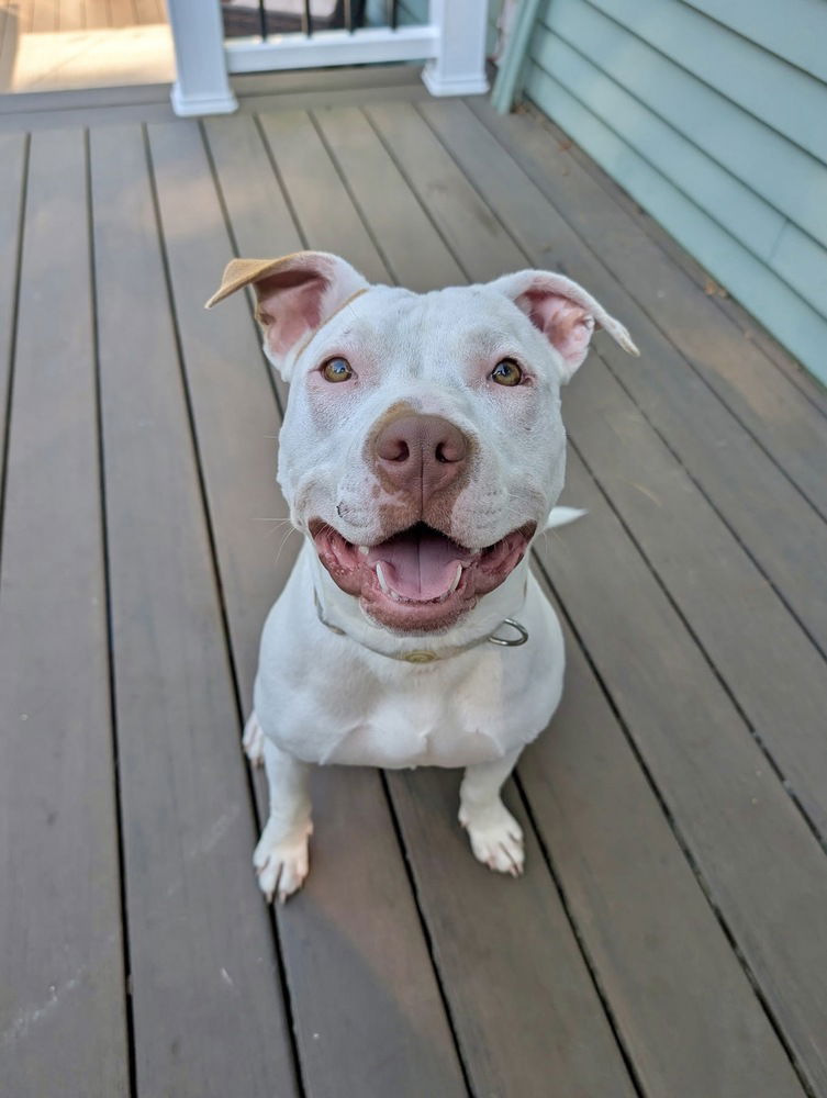 adoptable Dog in Brewster, NY named AC - Lily (Zuri Litter)