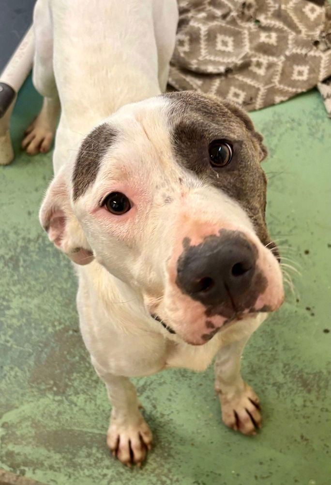 adoptable Dog in Brewster, NY named Haven