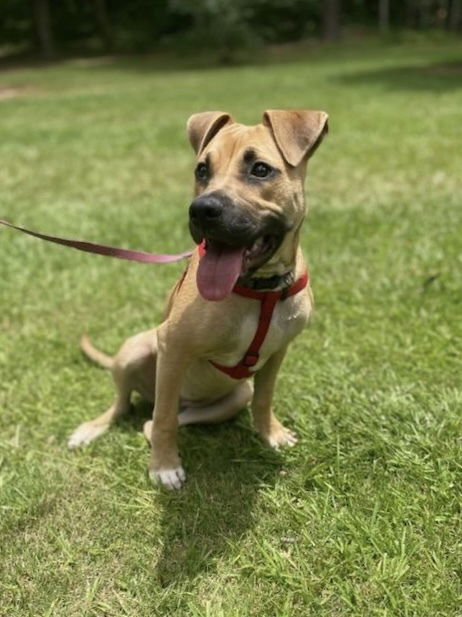 adoptable Dog in Brewster, NY named Faye (Cherry Litter)