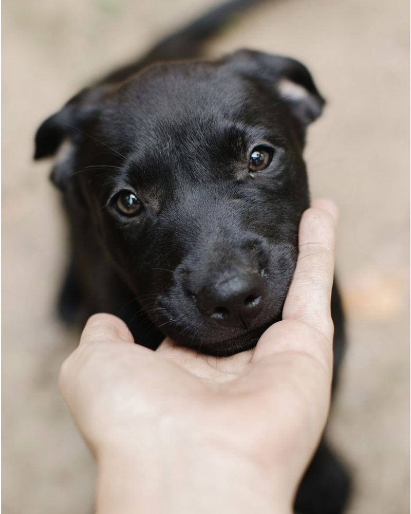 adoptable Dog in Brewster, NY named Tom (Memorie's Pups)