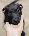 adoptable Dog in brewster, NY named Tom (Memorie