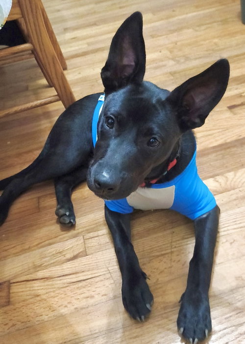 TOM (MEMORIE'S PUPS) - Labrador Retriever / Shepherd available for adoption