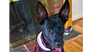 Tom (Memorie's Pups) - Photo 2