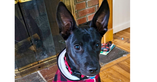 TOM (MEMORIE'S PUPS) - Labrador Retriever / Shepherd available for adoption