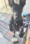 Tom (Memorie's Pups) - Photo 3