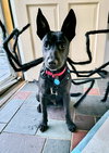 Tom (Memorie's Pups) - Photo 4