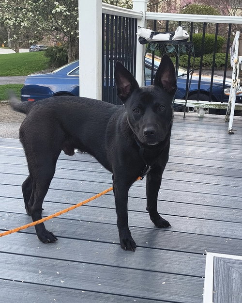 TOM (MEMORIE'S PUPS) - Labrador Retriever / Shepherd available for adoption