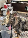adoptable Dog in  named Lunar