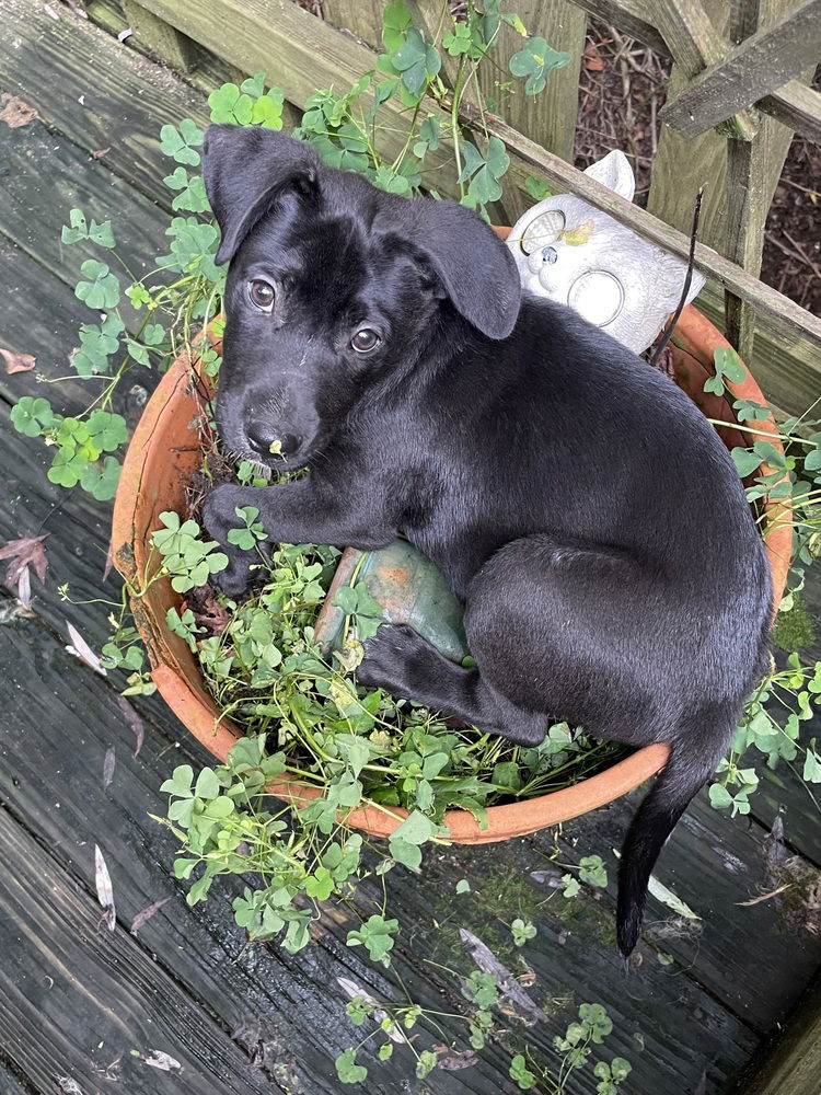 adoptable Dog in Brewster, NY named Terry (Memorie's Pups)
