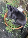 adoptable Dog in brewster, NY named Terry (Memorie