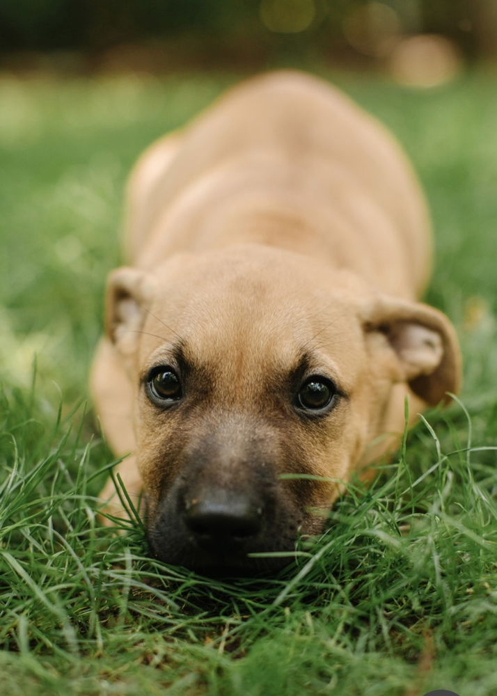 adoptable Dog in Brewster, NY named Tank (Memorie's Pups)