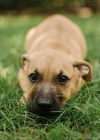 adoptable Dog in brewster, NY named Tank (Memorie