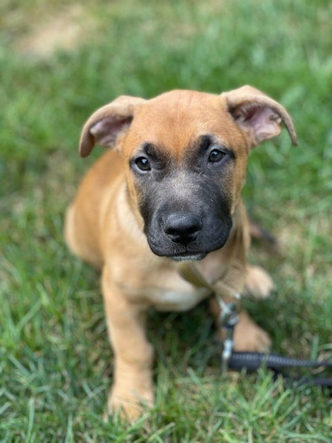 adoptable Dog in Brewster, NY named Tucker (Memorie's Pups)