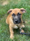 adoptable Dog in brewster, NY named Tucker (Memorie