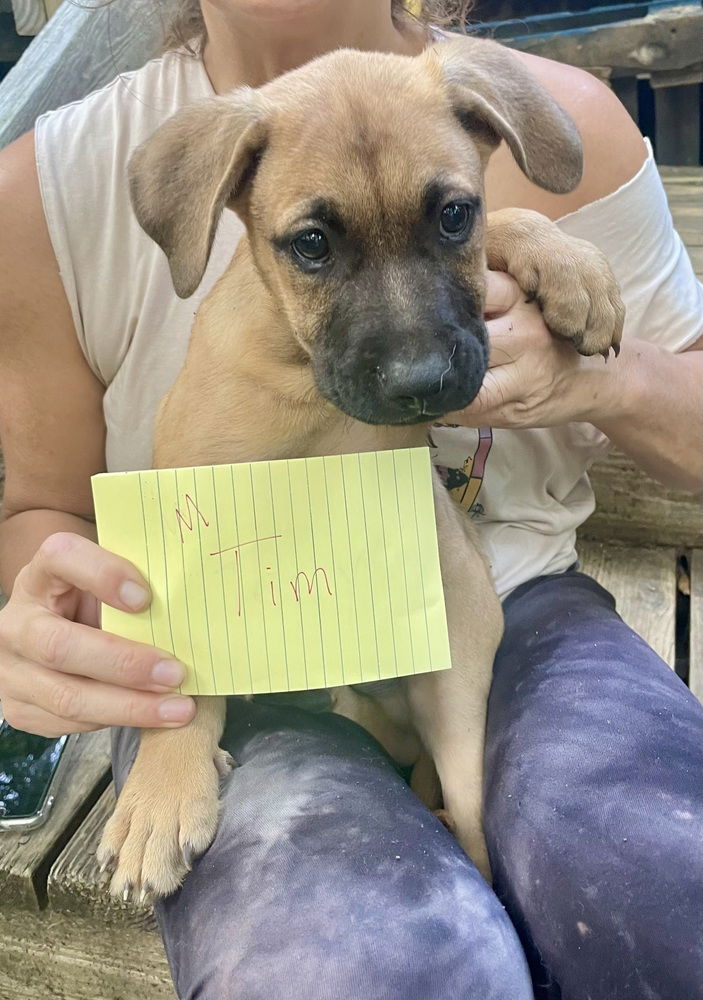 adoptable Dog in Brewster, NY named Tim (Memorie's Pups)