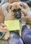 adoptable Dog in brewster, NY named Tim (Memorie