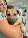 adoptable Dog in Brewster, NY named Tim (Memorie