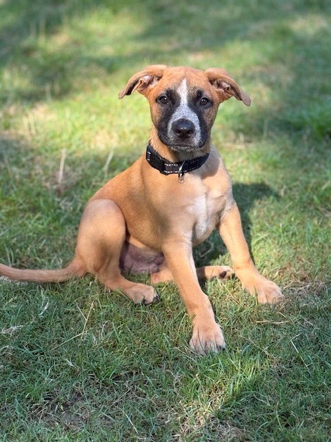 adoptable Dog in Brewster, NY named Billie (Memorie's Pups)