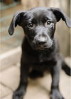 adoptable Dog in brewster, NY named Tay (Memorie
